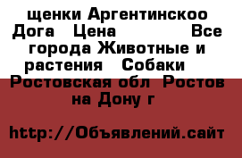 щенки Аргентинскоо Дога › Цена ­ 25 000 - Все города Животные и растения » Собаки   . Ростовская обл.,Ростов-на-Дону г.